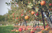 פָּרָשָׁה שָׁבוּעִית ל"ב: בְּ第32周妥拉（在西奈山）